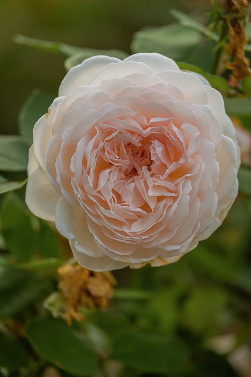 Photo by Couleur rose, flower, pink, nature, bloom, garden, fresh, beauty, nature loving, romance, decorative, delicate, spring, summer, horticulture, fragrance, rose bloom, outdoor, romantic flower, flower beds