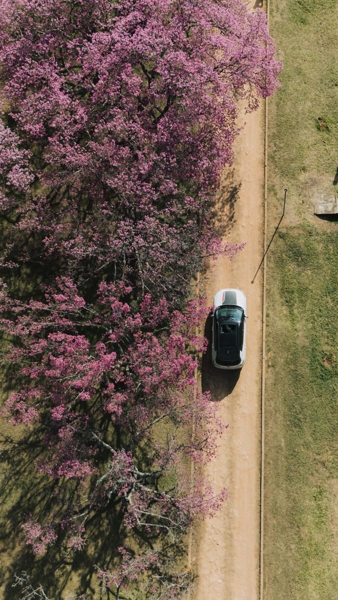 Photo by Fabricio Oliveira A scenic aerial view of a road with a car and pink blooming tree. Perfect for travel and nature themes.